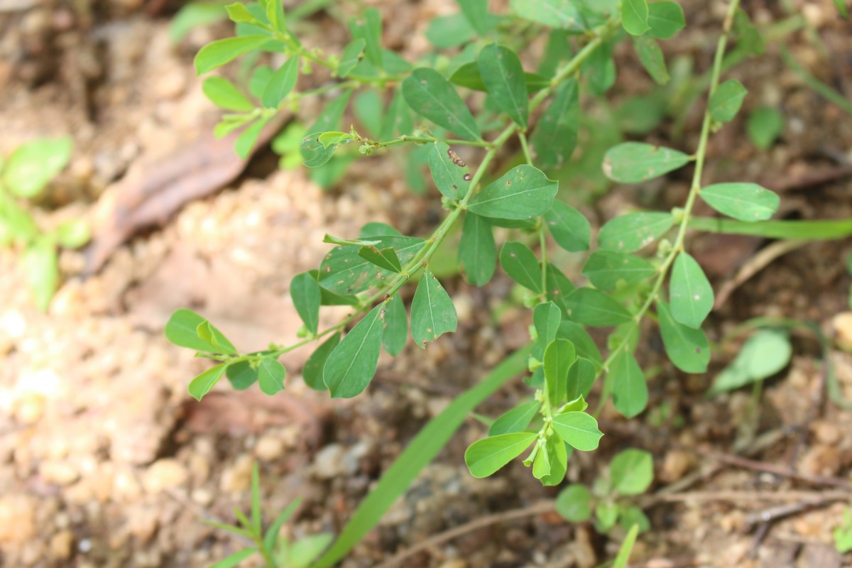 Phyllanthus maderaspatensis L.